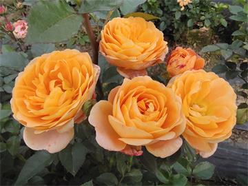 情人节畅销物“玫瑰”竟是切花月季!真玫瑰是谁？