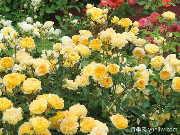 六种黄色藤本月季，养殖容易，开花超美(图4)