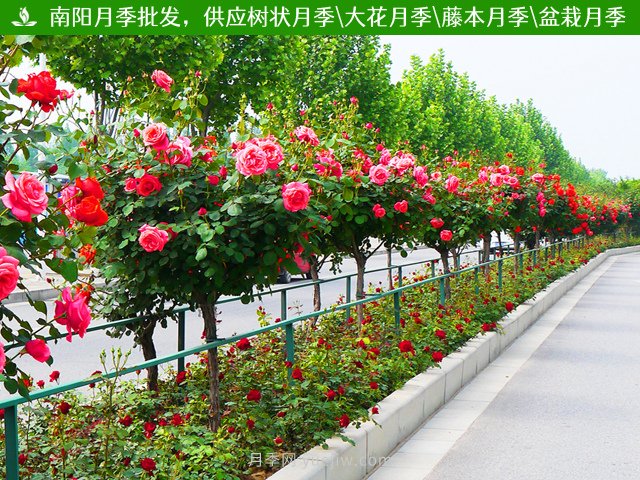 中国月季之乡：南阳石桥(图3)