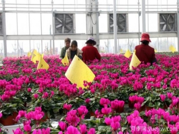 扬州高邮：每天发货30万株，花工厂绽放乡村振兴致富花