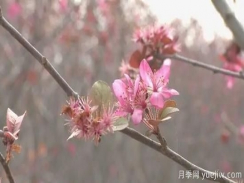 菏泽成武：千亩海棠反季节开花，逆袭深秋成一景