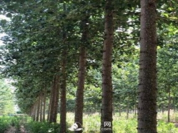河南周口：培育出不飞絮的杨树新品种