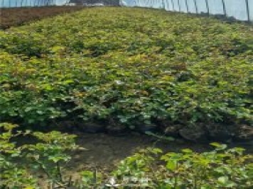 各类盆栽月季上市，南阳杯苗基地全国批发中