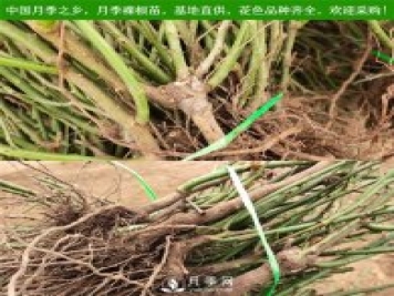 月季裸根苗，小高杆月季和3公分月季树发往陕西