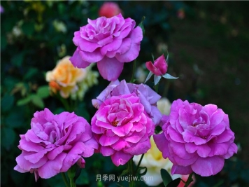 南昌滨江月季园，带你去看天下风流的江西月季花