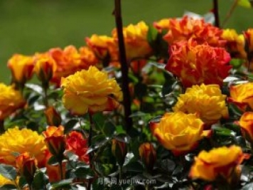安阳市滑县森林公园月季花开放，赏花打卡正当时
