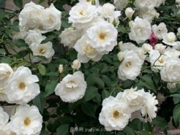 世界上Zui受欢迎的纯白色藤本月季花—藤冰山