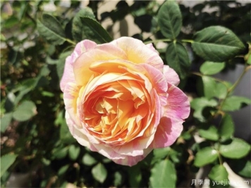 100种玫瑰花的名字，来了解下不同颜色的品种月季