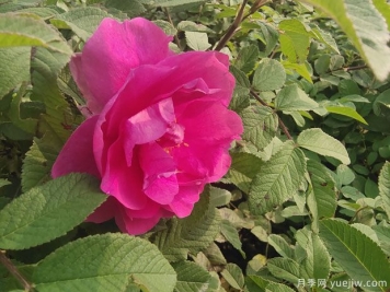 四季玫瑰的种植方法和养护要点