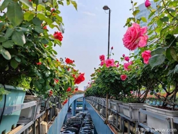 1.2万株月季盛开，南昌八一桥景观花廊拥抱春景