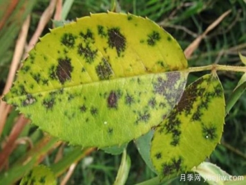 深秋天季节月季出现斑点的病害原因与防治