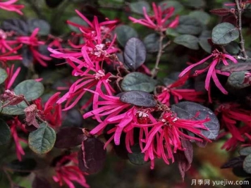 红花檵木花团簇锦，广泛用于园林造景