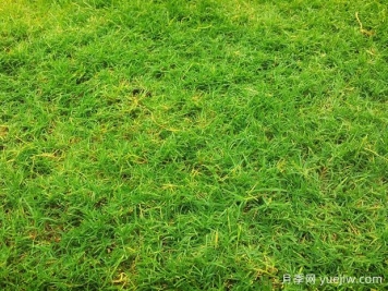 夏季铺草坪发黄干枯，如何提高草皮铺植成活率？