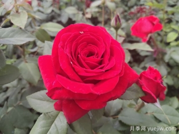 原产中国的玫瑰花(月季花)，是如何成为美国国花的？