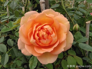 中国月季：欧洲玫瑰花的祖宗，为世界园艺做出了巨大贡献