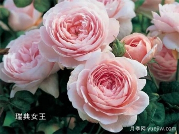 100种月季玫瑰品种图鉴大全，你认识有没有超过10个？