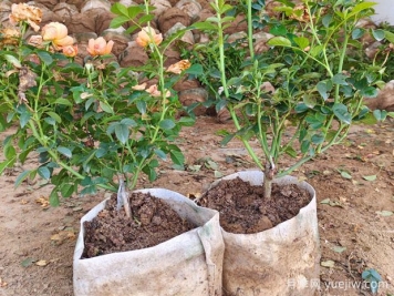 盆栽月季多年不换盆，3个办法也能保持生长旺盛