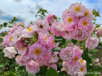 山木香和野蔷薇的辨识区别