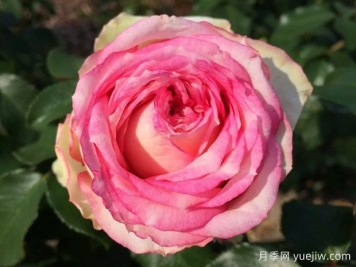 我的玫瑰月季/我的花