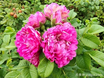 紫枝玫瑰，一年多次开花的绿化玫瑰