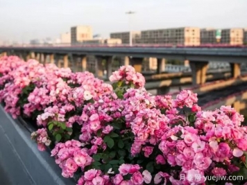杭州高架月季实现定期开花，是如何进行花期调控的？