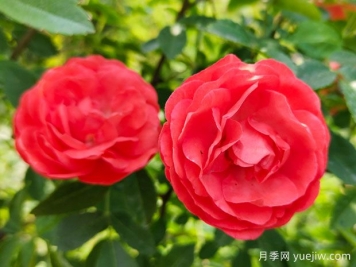 种上木香蔷薇花蛮强爆花，红橙白黄木香你喜欢哪个？