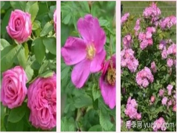 轻松区分月季、玫瑰和蔷薇ROSE三姐妹，不再迷茫于爱情花海