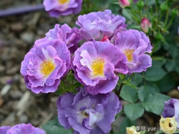 月季大千世界，5个令人惊叹的稀有玫瑰品种