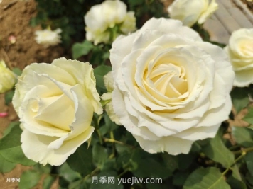 十一朵白玫瑰的花语和寓意