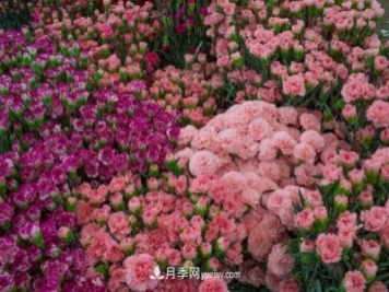 中国6大花市，全国花卉批发市场介绍