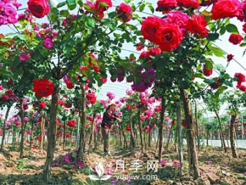 新品“月季树”为北京市花添色彩，居然引种自南阳内乡