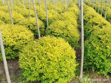 荆门沙洋县十里铺镇4万亩苗木成为致富的绿色产业