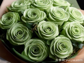 苏格兰复古绿玫瑰，绿色魅力的神秘诠释