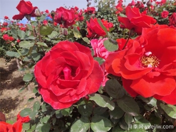 月季、玫瑰、蔷薇分别是什么？如何区别？