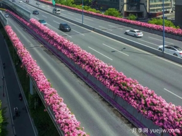 杭州高架月季初开，2024年又到走花路时间