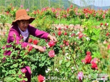 山东淄博沂源60亩月季花竞放，美丽产业助推特色乡村旅游