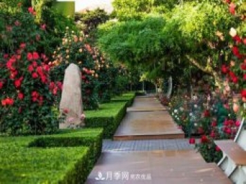 秦皇岛适合养月季花，市花和市树是什么