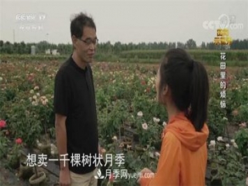 央视《田间示范秀》播出南阳月季种植故事《花田里的烦恼》